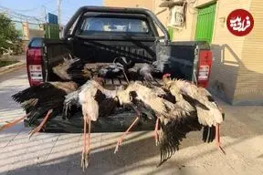 کشف ۹ قطعه لک‌لک شکارشده در تالاب شادگان