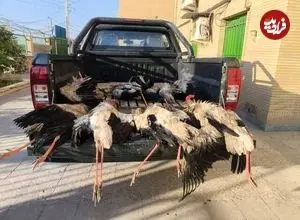 کشف ۹ قطعه لک‌لک شکارشده در تالاب شادگان