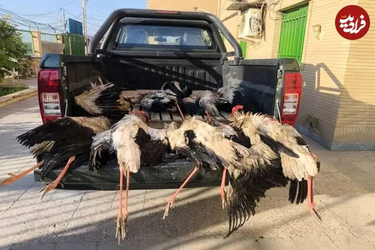 کشف ۹ قطعه لک‌لک شکارشده در تالاب شادگان