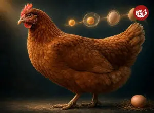 مرغ چطور هر روز یک تخم می‌گذارد؟