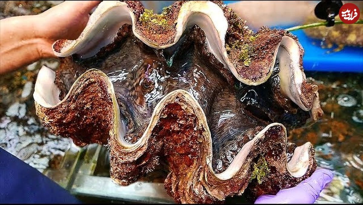 ببینید؛ غذای خیابانی در ژاپن؛ تهیه ساشیمی با صدف غول پیکر 100 دلاری در اوساکا