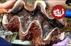 ببینید؛ غذای خیابانی در ژاپن؛ تهیه ساشیمی با صدف غول پیکر 100 دلاری در اوساکا