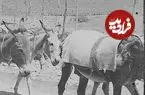 عکس| سفر به ایران قدیم؛ الاغ‌سواری در تهران دوران قاجار
