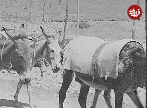 عکس| سفر به ایران قدیم؛ الاغ‌سواری در تهران دوران قاجار