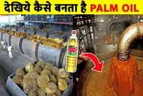 (ویدئو) روغن نباتی که مصرف می کنید، به این شکل در کارخانه تولید می شود