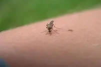 (ویدئو) تکنیک عجیب شکار و له کردن یک پشه با آهن‌ربا!