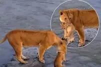 ببینید| عبور پرخطر شیرها با توله‌ها از رودخانه 