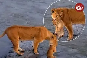 ببینید| عبور پرخطر شیرها با توله‌ها از رودخانه 