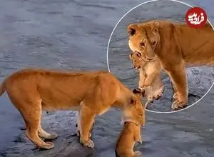 ببینید| عبور پرخطر شیرها با توله‌ها از رودخانه 