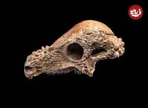 دایناسور ۲ میلیون دلاری در موزه