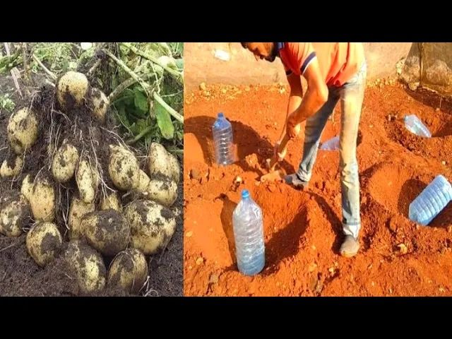 (ویدئو) یک روش استادانه برای کاشت و برداشت سیب زمینی در باغچه با بطری پلاستیکی