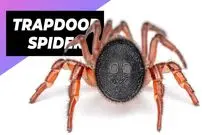 ببینید| عنکبوت دریچه ساز؛ یکی از شگفت انگیز ترین عنکبوت های دنیا