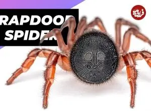 ببینید| عنکبوت دریچه ساز؛ یکی از شگفت انگیز ترین عنکبوت های دنیا