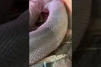 (ویدئو) لحظه خیره کننده پوست اندازی یک مار غول پیکر