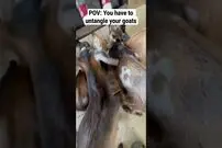 (ویدئو) شیر خوردن بامزه 5 بزغاله از بطری پلاستیکی