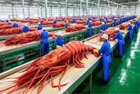 ببینید| چگونه صدها تن میگو در آمریکا پرورش، برداشت و فرآوری می شود؟