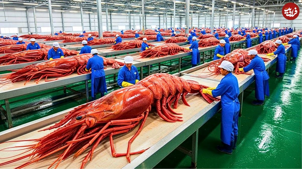 ببینید| چگونه صدها تن میگو در آمریکا پرورش، برداشت و فرآوری می شود؟