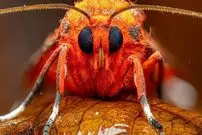 تصاویر؛ درخشش شب‌پره ببر یاقوتی