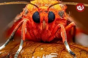 تصاویر؛ درخشش شب‌پره ببر یاقوتی