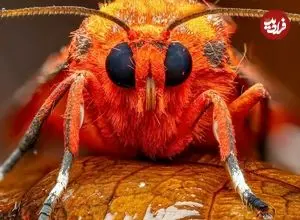 تصاویر؛ درخشش شب‌پره ببر یاقوتی