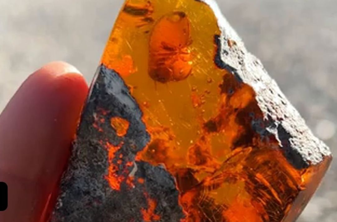 (ویدئو) کشف یک موریانه عجیب 22 میلیون ساله در کهربا