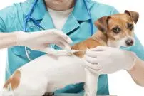 (ویدئو) واکنش خنده دار حیوانات به آمپول زدن