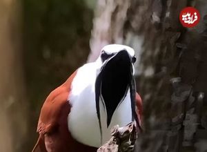 (ویدیو) مرغ زنگوله ای، پرنده ای که قادر است گوش شما را کر کند 