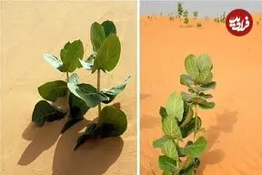 چین در صحرای گُبی «لاستیک نظامی» پرورش می‌دهد!