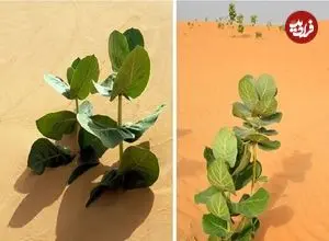 چین در صحرای گُبی «لاستیک نظامی» پرورش می‌دهد!