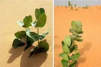 چین در صحرای گُبی «لاستیک نظامی» پرورش می‌دهد!