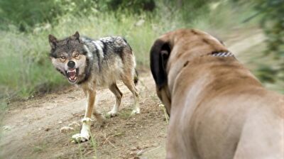 (ویدیو) حمله وحشیانه سه گرگ به سگ نگون بخت!