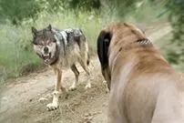 (ویدیو) حمله وحشیانه سه گرگ به سگ نگون بخت!