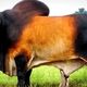 (ویدئو) این گاو 1438 کیلوگرمی بزرگترین گاو نر تگزاس است