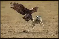یک شکار تاریخی؛ لحظه باورنکردنی حمله عقاب غول‌پیکر به گرگ وحشی!