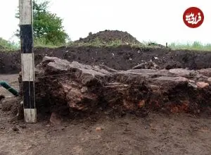 گاو کوچک ۶۰۰۰ ساله در اوکراین از زیر خاک بیرون آمد