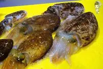 ببینید| غذای خیابانی در کره؛ برش ماهی مرکب و تهیه ساشیمی با آن در پوهانگ