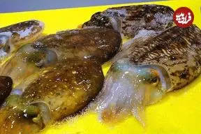 ببینید| غذای خیابانی در کره؛ برش ماهی مرکب و تهیه ساشیمی با آن در پوهانگ