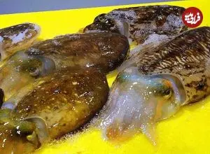 ببینید| غذای خیابانی در کره؛ برش ماهی مرکب و تهیه ساشیمی با آن در پوهانگ