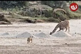 ببینید| مستند حیات وحش؛ فرار دیدنی زرافه از دست شیرهای گرسنه