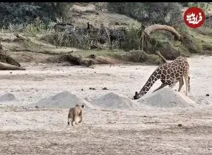 ببینید| مستند حیات وحش؛ فرار دیدنی زرافه از دست شیرهای گرسنه
