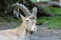 (ویدیو) نمای حیرت‌انگیزی از یک بزکوهی آلپاین در صخره‌ای عمودی