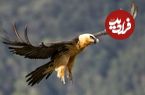 ببینید؛ پرواز زیبای همای سعادت در آسمان چالوس 