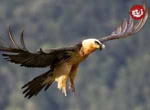 ببینید؛ پرواز زیبای همای سعادت در آسمان چالوس 