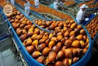 ببینید| چگونه اندونزیایی ها میلیون ها سالاک را برداشت می کنند؟