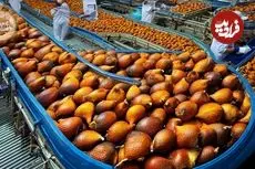 ببینید| چگونه اندونزیایی ها میلیون ها سالاک را برداشت می کنند؟