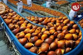 ببینید| چگونه اندونزیایی ها میلیون ها سالاک را برداشت می کنند؟