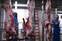 (ویدئو) بزرگترین کارخانه روسیه به این شکل گوشت گاوها را بسته بندی می کند