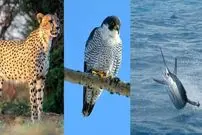 تصاویر| سریع ترین حیوانات جهان؛ رکوردداران سرعت در زمین، آسمان و دریا 