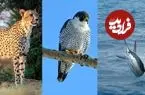 تصاویر| سریع ترین حیوانات جهان؛ رکوردداران سرعت در زمین، آسمان و دریا 