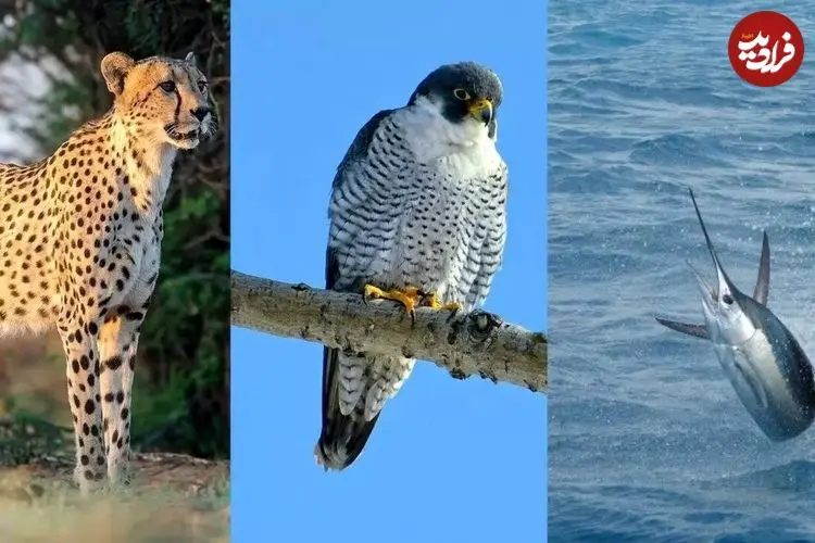 تصاویر| سریع ترین حیوانات جهان؛ رکوردداران سرعت در زمین، آسمان و دریا 